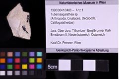 Foto (Objekt + Etiketten) von Tuberosagalathea sp. (NHMW-GEO-1990-0041-0488)